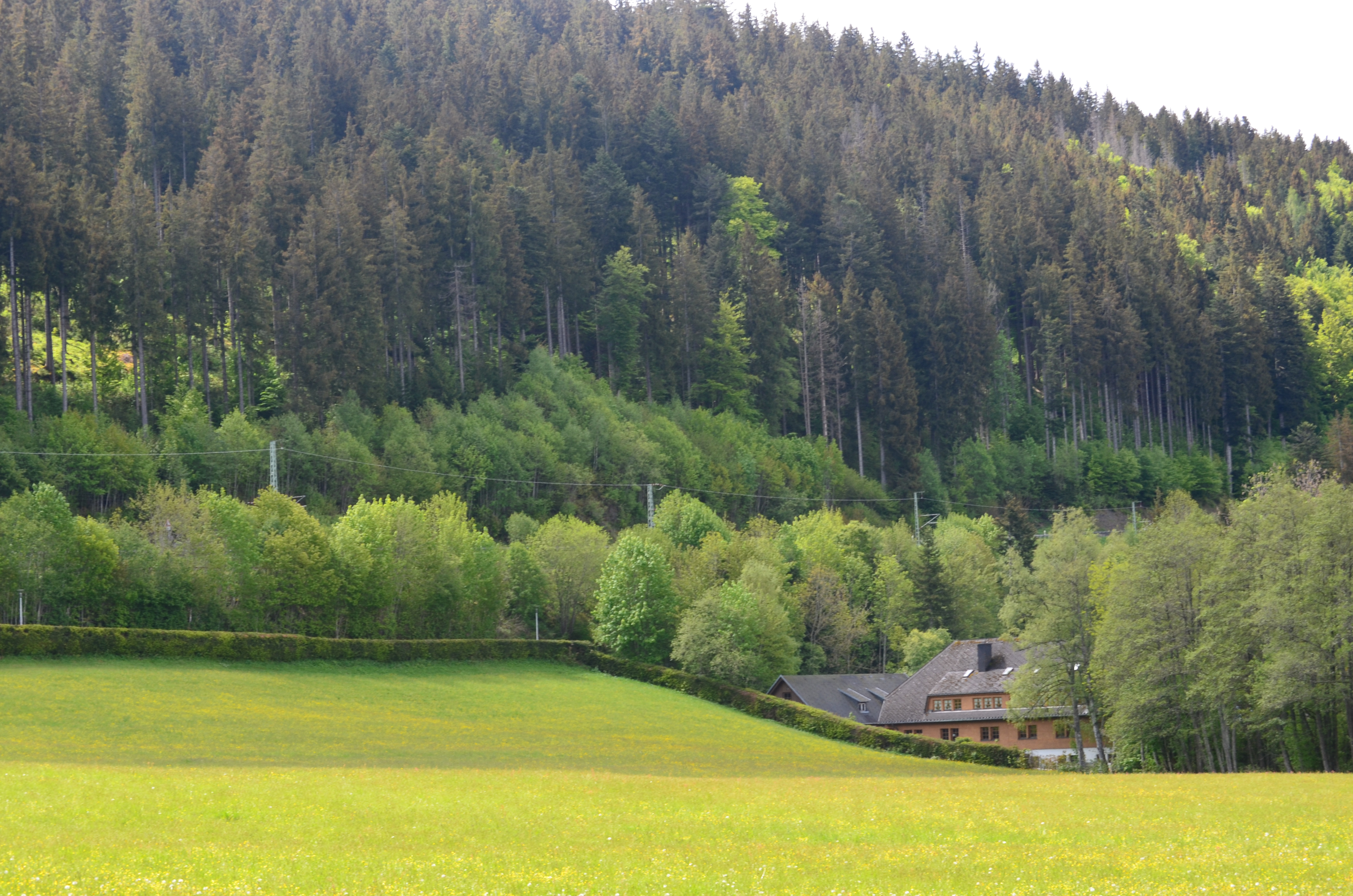 Bosques de montaña